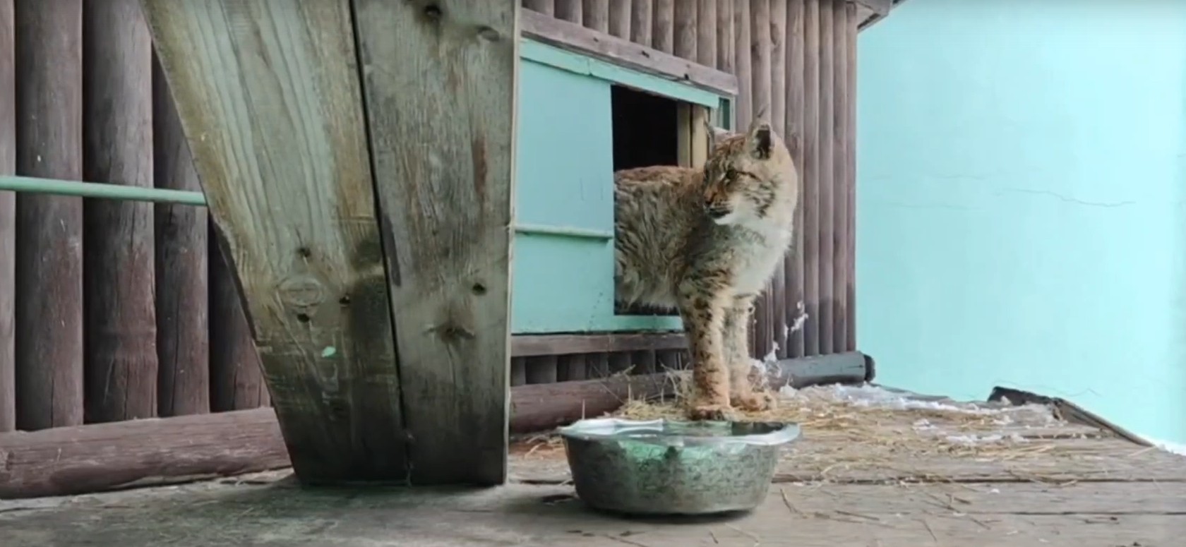 В пензенском зоопарке рыси-долгожители переехали в новые вольеры