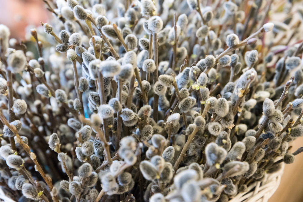 28 апреля — Вход Господень в Иерусалим