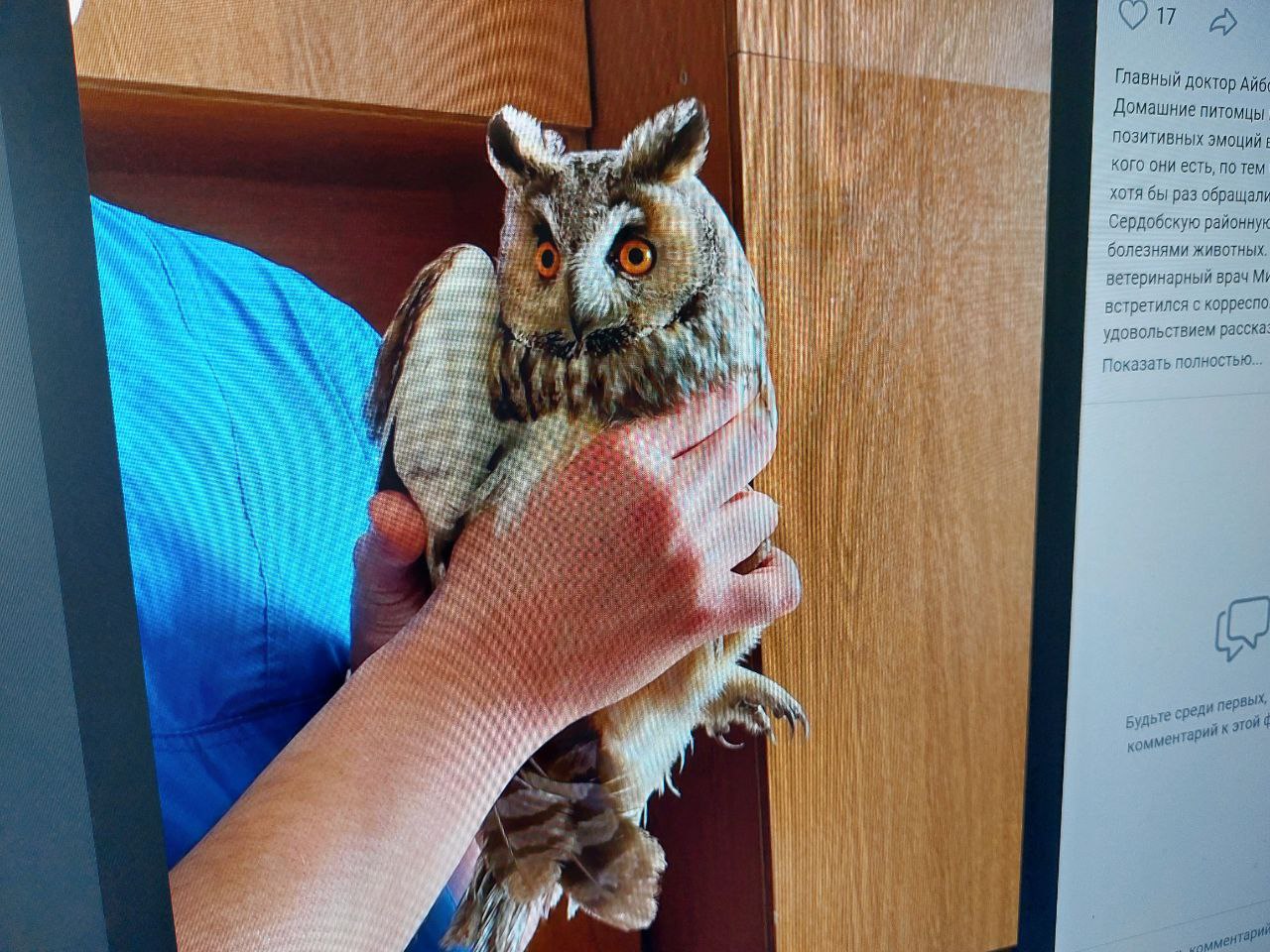 В Сердобске филина Клубничку спасли от верной смерти