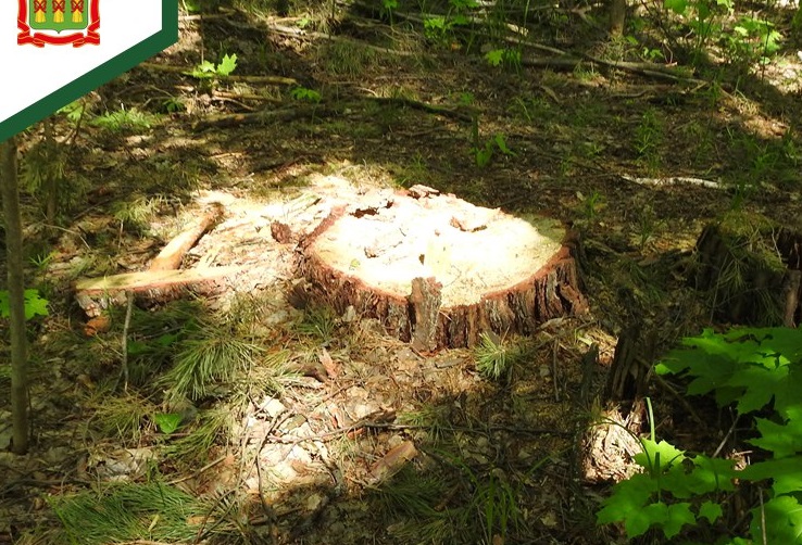 В Сердобском районе незаконно вырубили дубы и сосны почти на 7 млн рублей