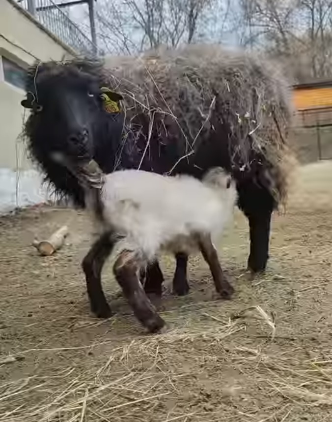 В Пензе выбрали имя для новорожденного барашка из зоопарка