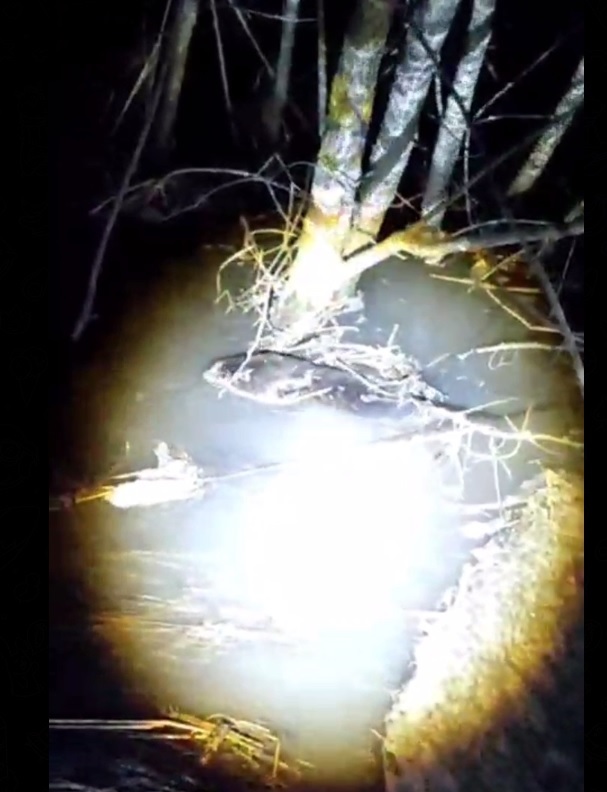 В Пензенской области показали бобра, оставшегося без своего домика