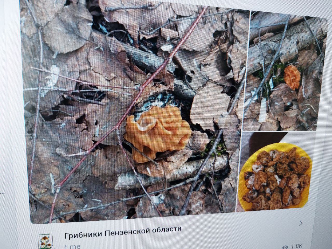 Жители Пензенской области досрочно открыли грибной сезон