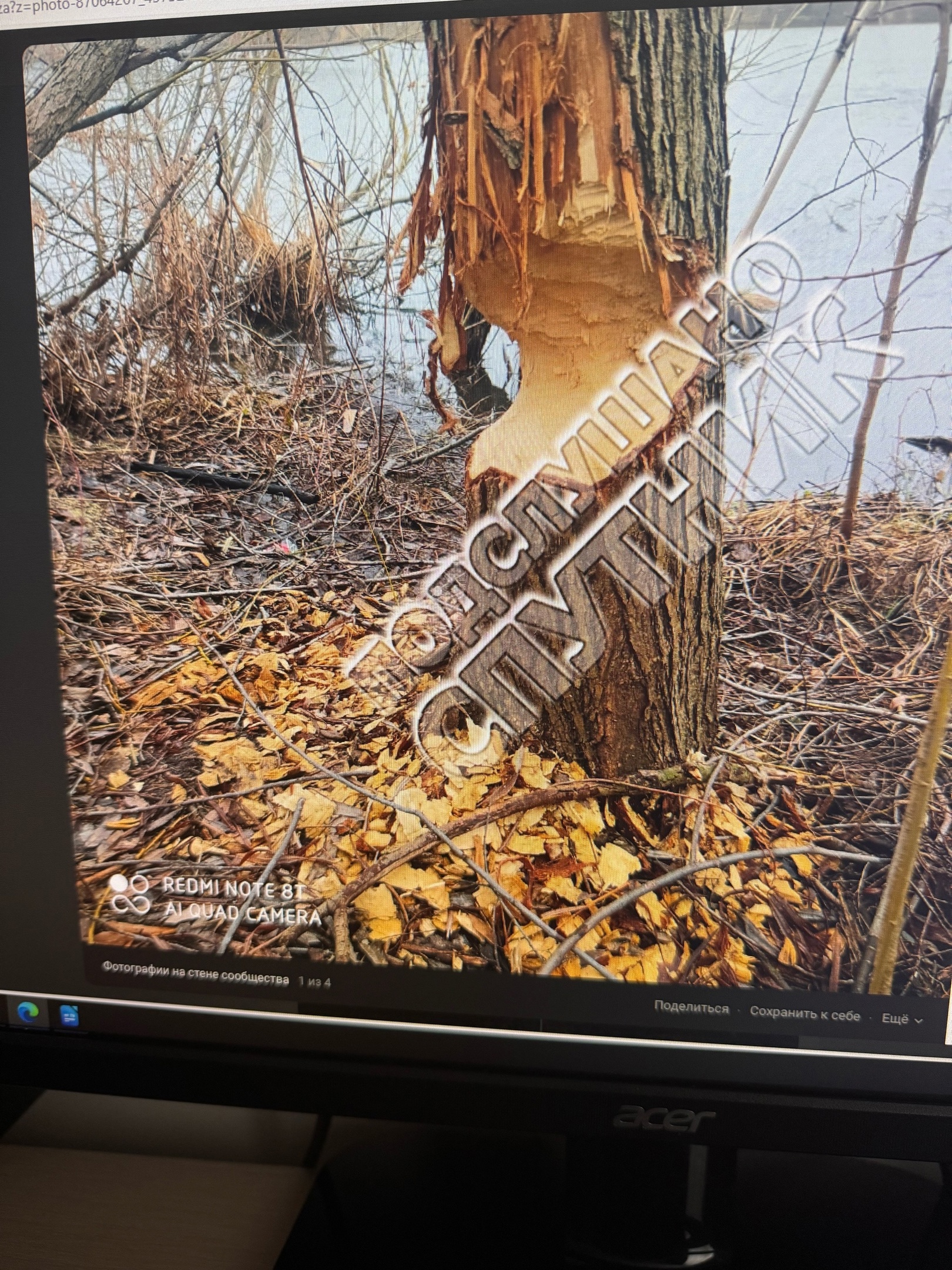 Ученые объяснили, откуда взялись бобры в Пензенской области