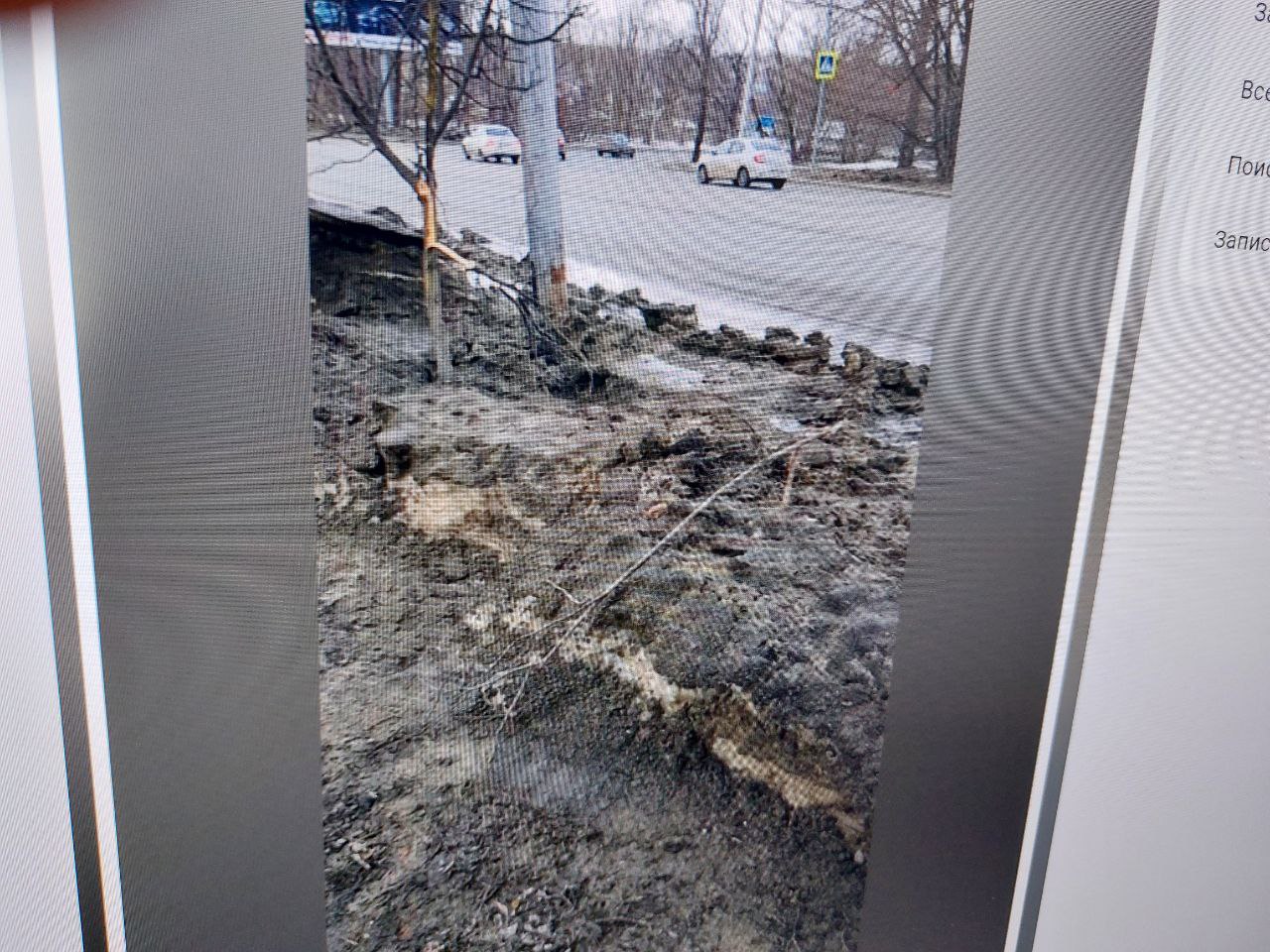 В Пензе коммунальщики сломали молодые липки на проспекте Победы