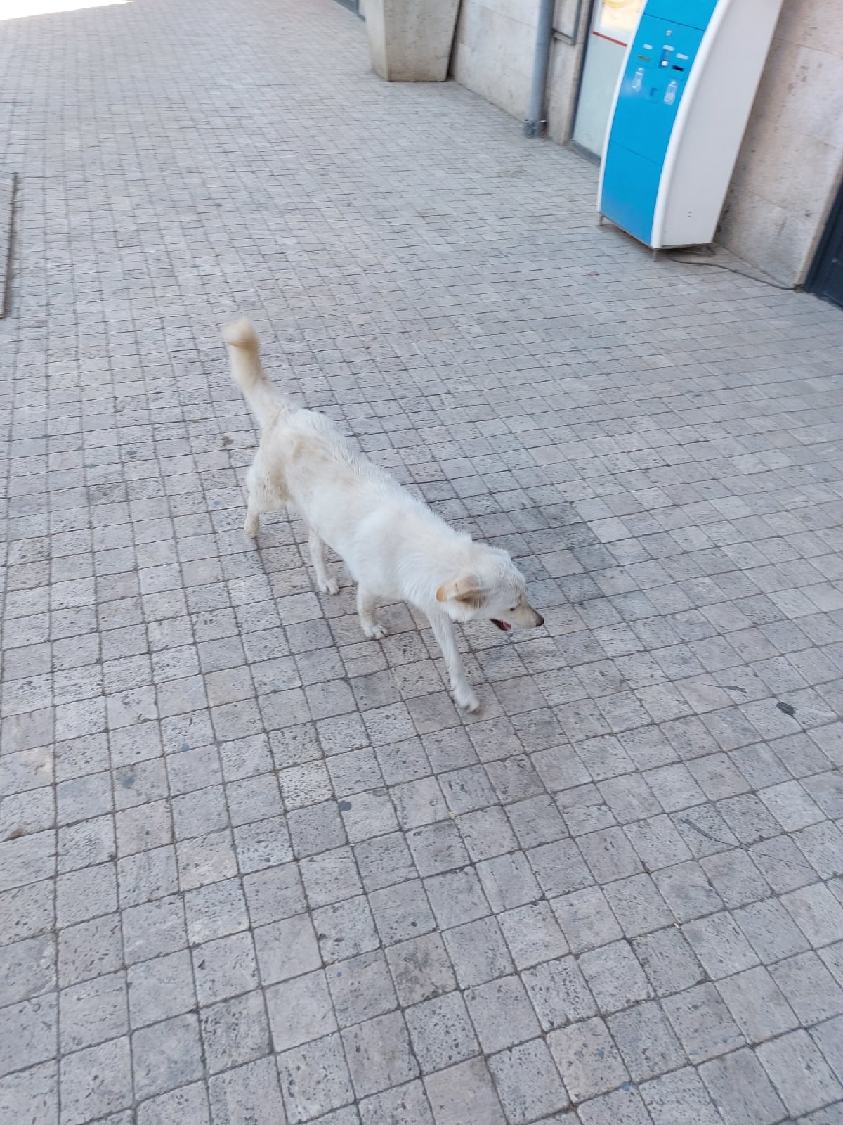 В Сердобске ищут подрядчика для отлова собак