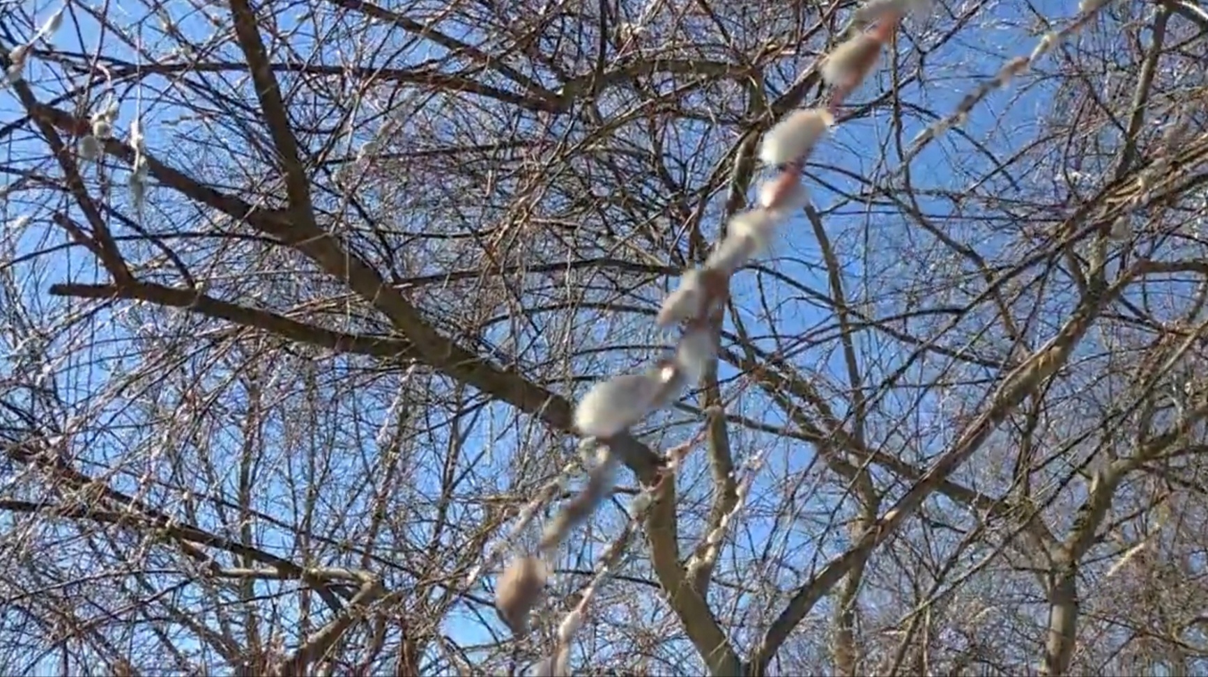 В Пензе раньше срока зацвела верба