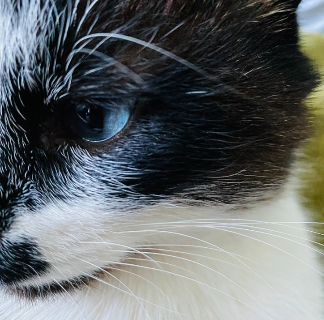 Пензенские волонтеры помогли 300 животным из пострадавшей от паводка Оренбургской области