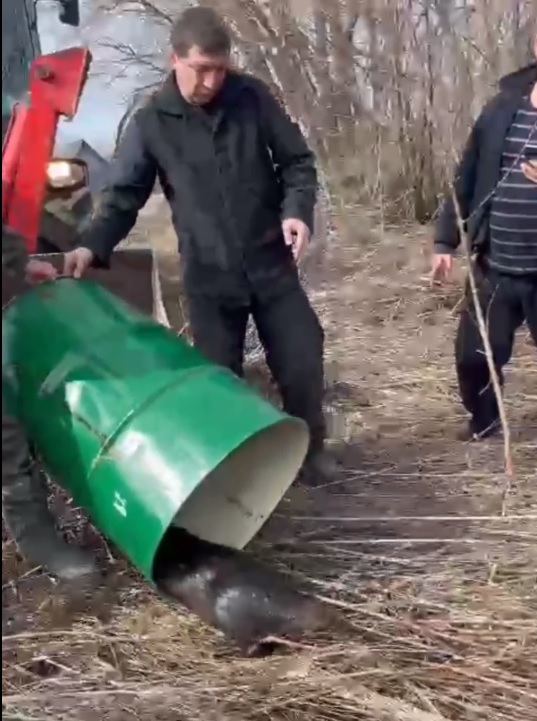 В Пензенской области спасли трех бобров