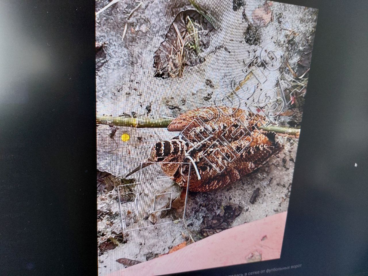 В Пензе дети нашли запутавшегося в сетке вальдшнепа