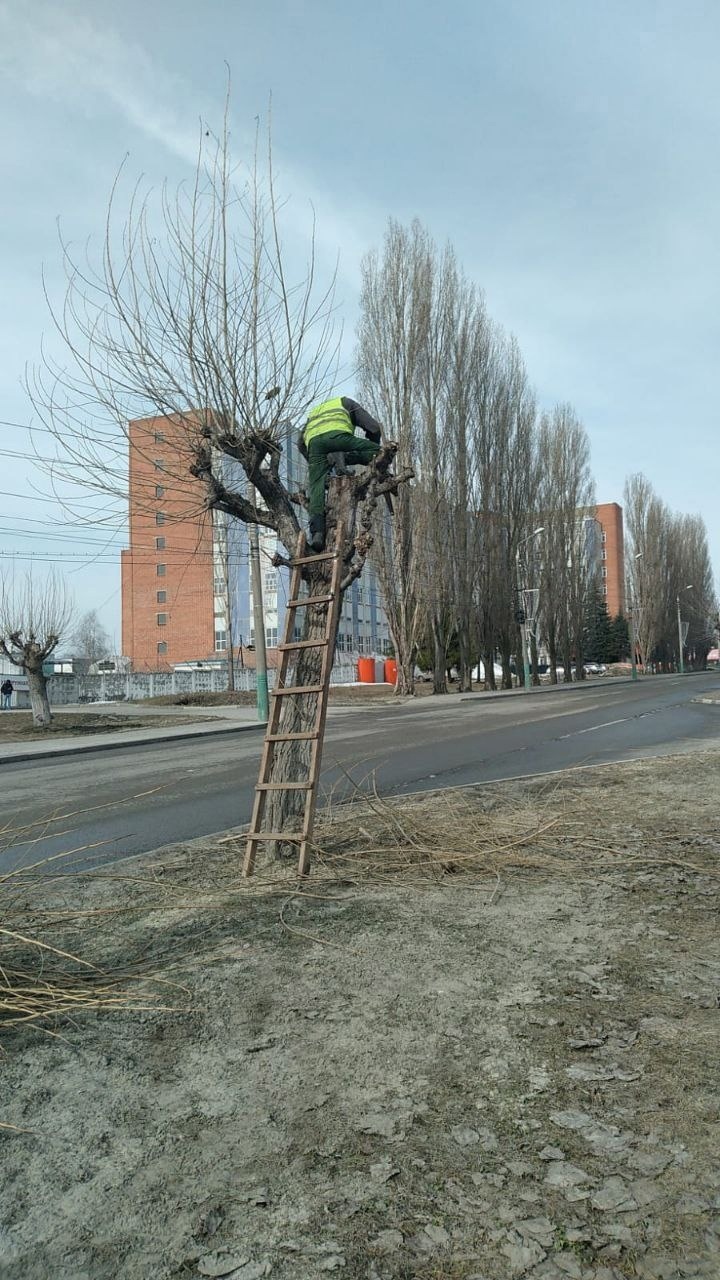 Пензенцам объяснили, для чего в городе так активно уродуют деревья