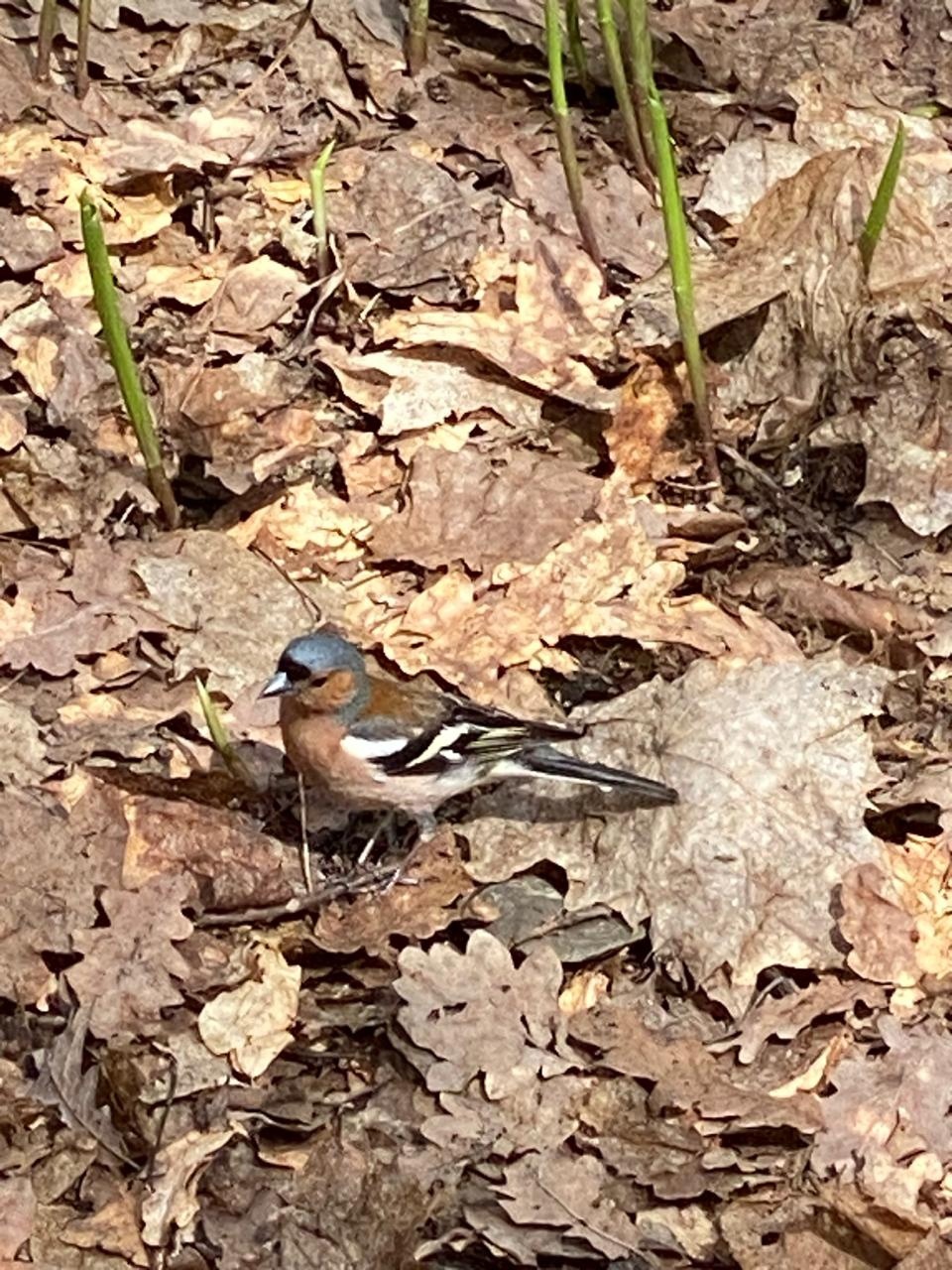 В Пензу вернулись перелетные птицы