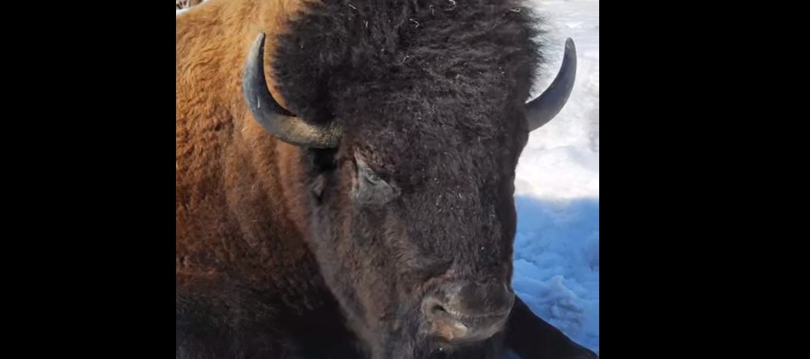 В пензенском зоопарке показали бизона, борющегося со сном в понедельник утром
