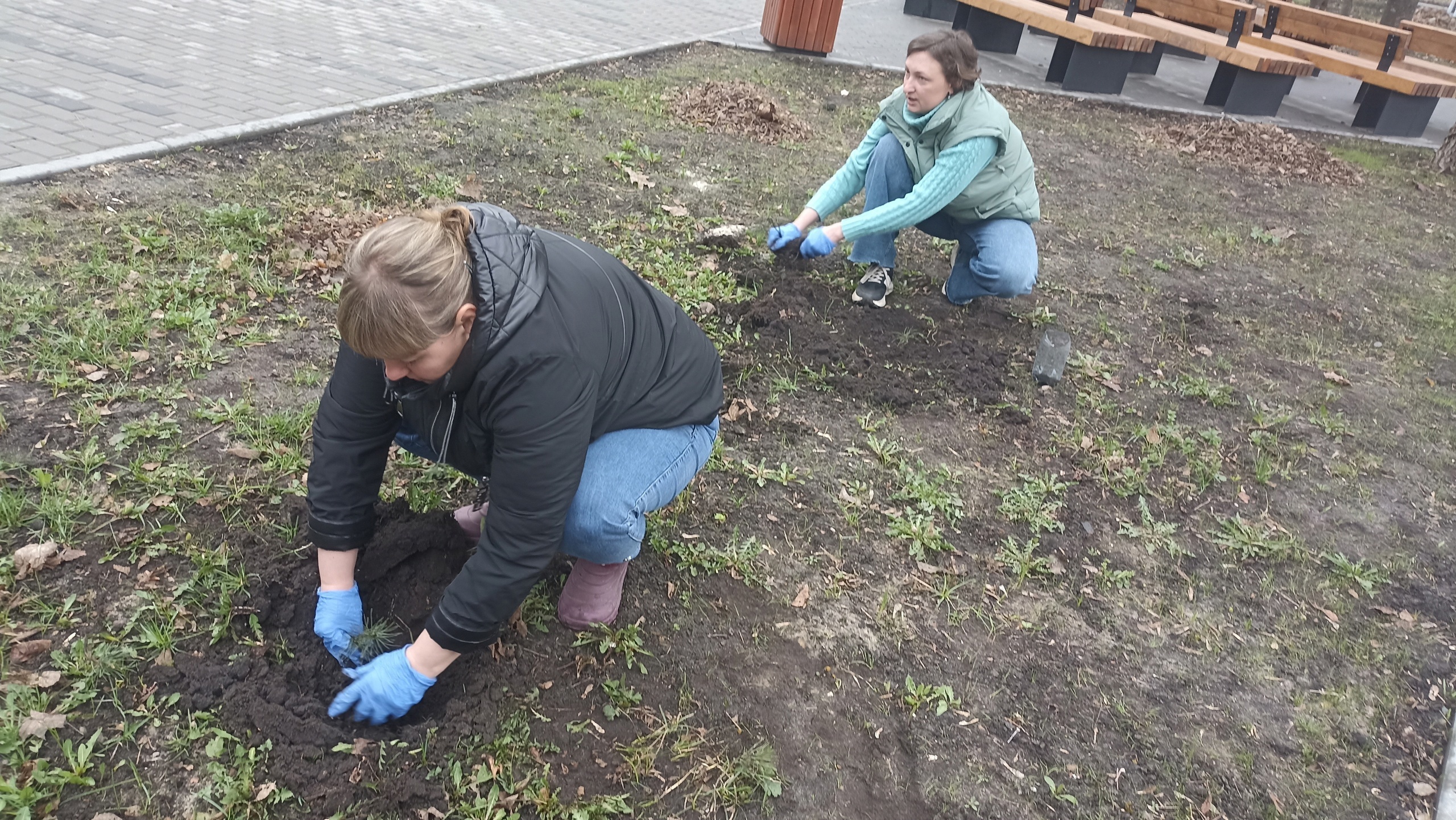 В Сердобске неравнодушные горожане вырастили и посадили саженцы кедра