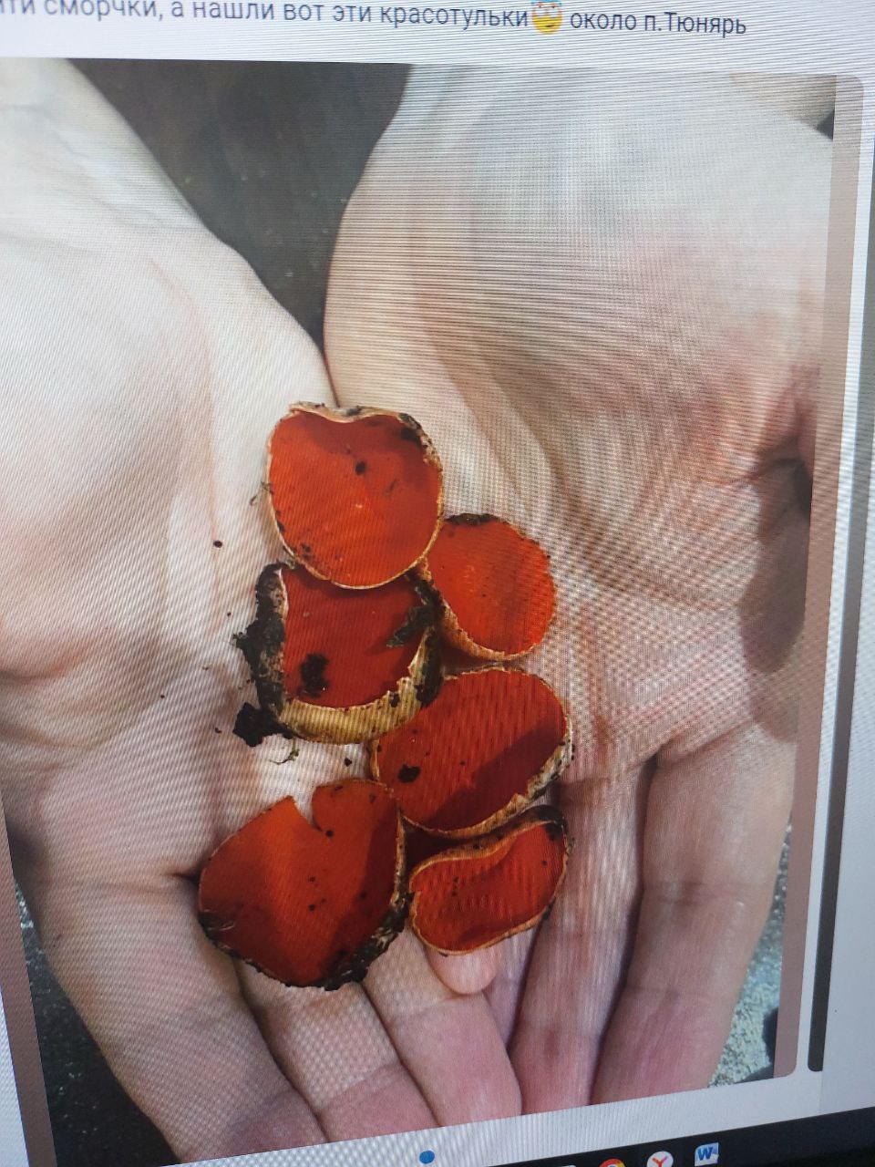 В лесах Нижнеломовского района нашли редкий гриб с красной чашечкой