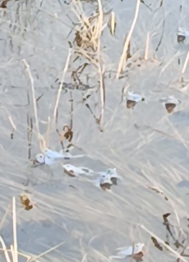 Пензенцы заметили скопление необычных голубых лягушек на улице Ермака