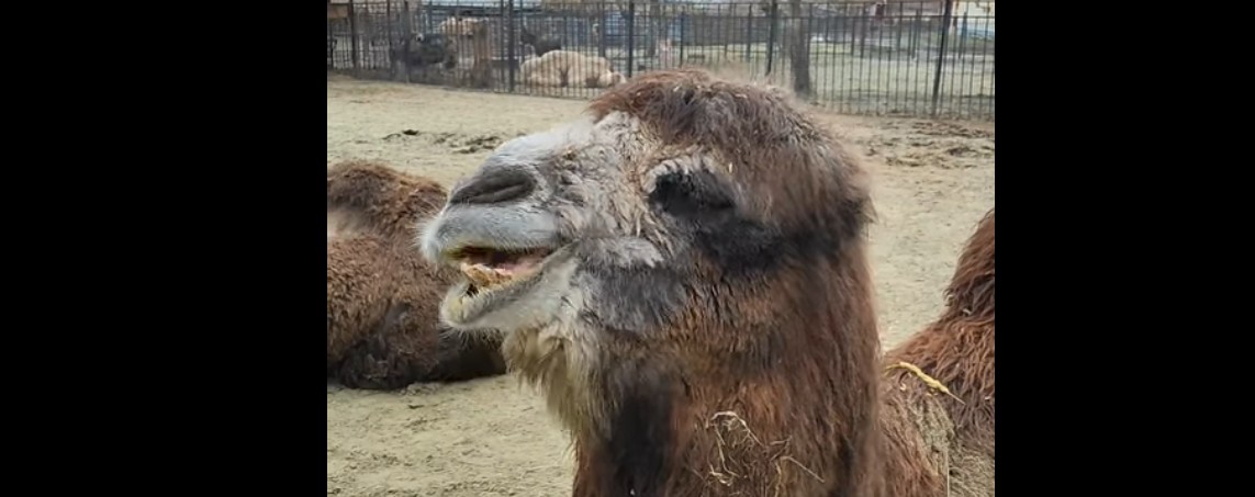 Верблюдица Кабирия из пензенского зоопарка продемонстрировала навыки правильного жевания