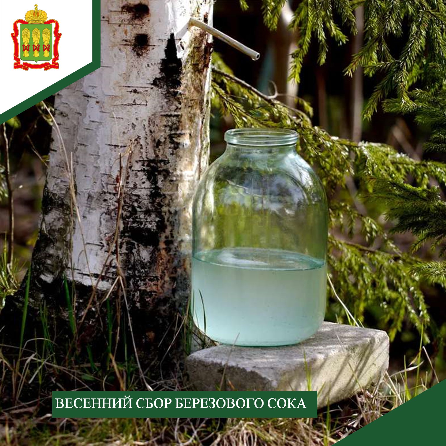 В Пензенской области начался сезон сбора березового сока