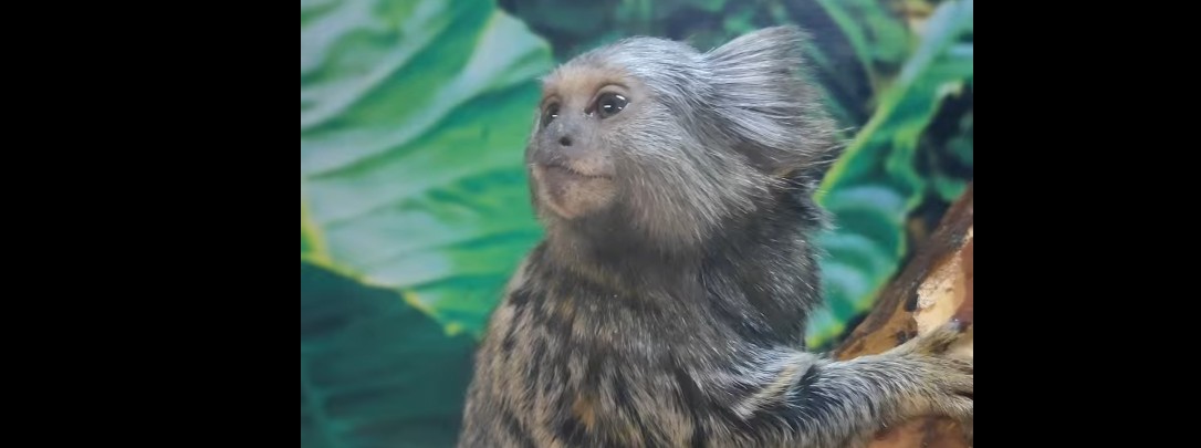 В пензенском зоопарке показали подросшего малыша из семейства игрунок