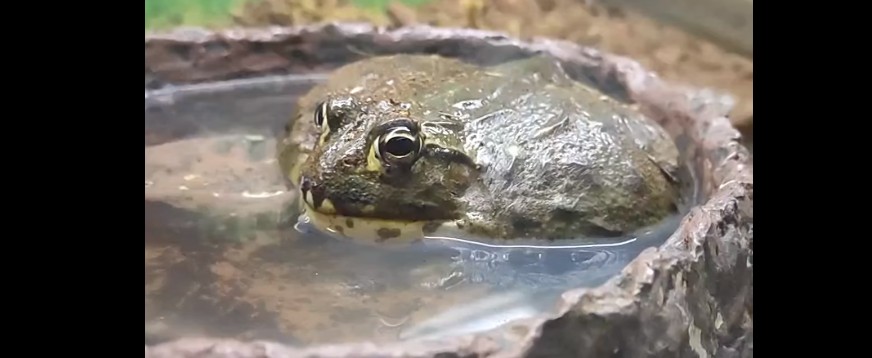 Пензенцам рассказали интересный факт о лягушке-водоносе