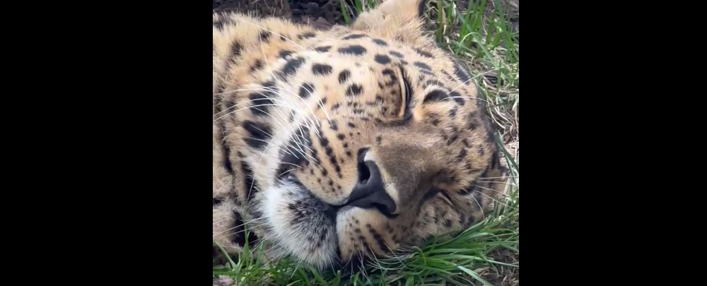 Пензенцам показали, как чутко спит леопард Мизер из московского зоопарка