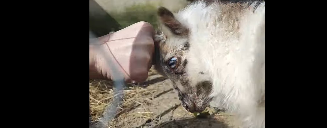 Пензенцам предлагают придумать имя для новорожденного барашка