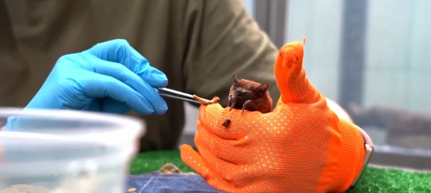 Пензенцы увидели, как кормят летучих мышей в московском зоопарке