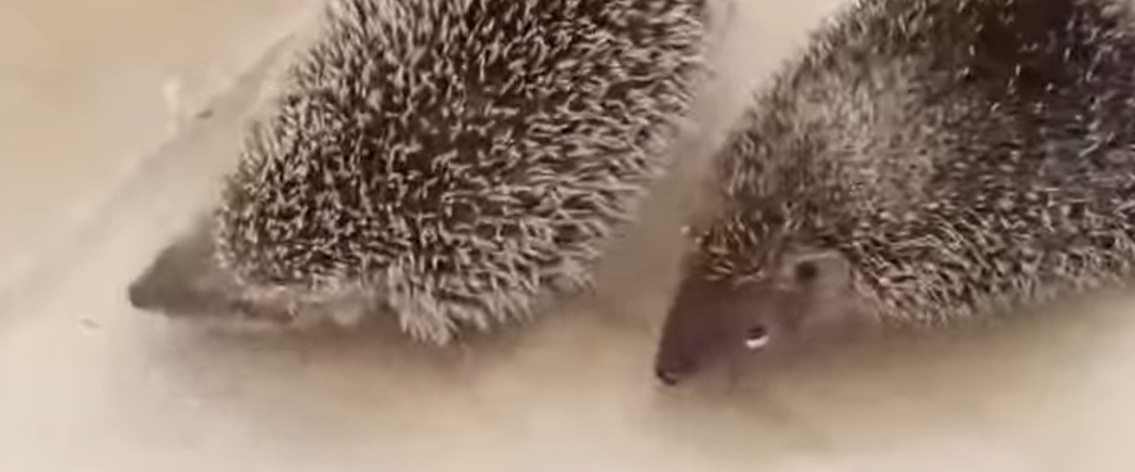 Пензенцам показали удивительного зверька из Мадагаскара, обитающего в зоопарке Москвы