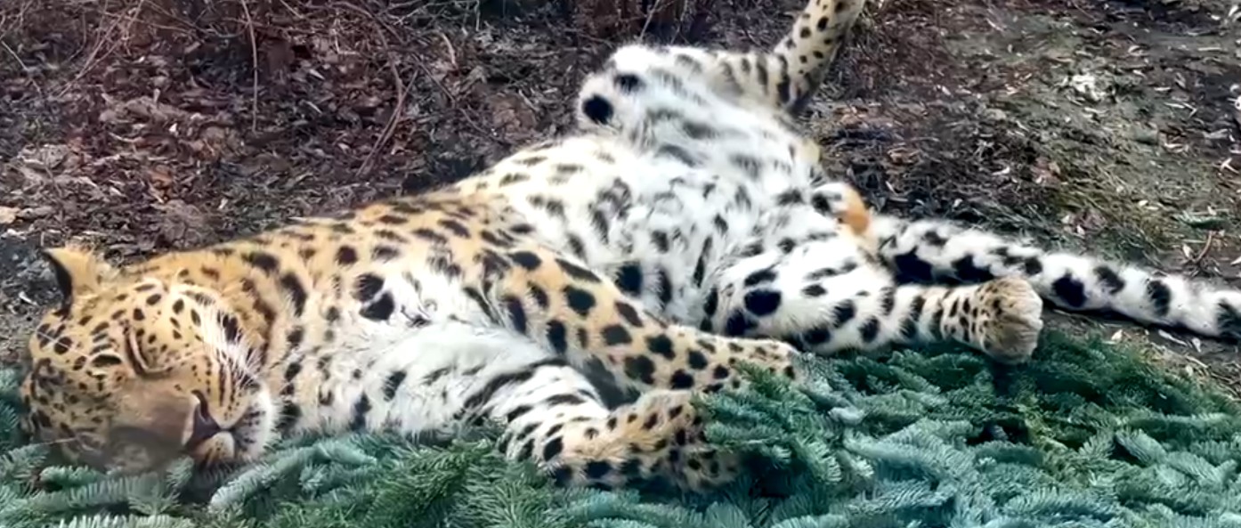 Пензенцам показали сладко спящего леопарда Мизера из московского зоопарка