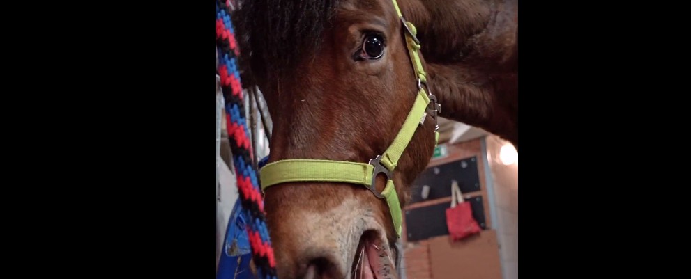 Пензенцам показали коня древнейшей породы из московоского зоопарка