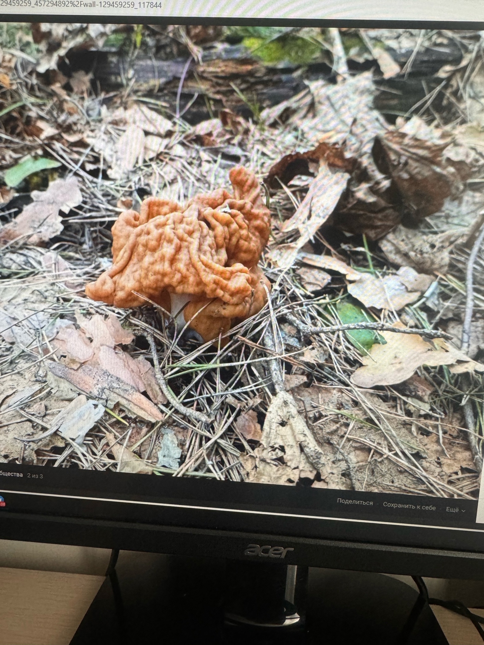 Пензенцы нашли целую поляну строчков в черте города