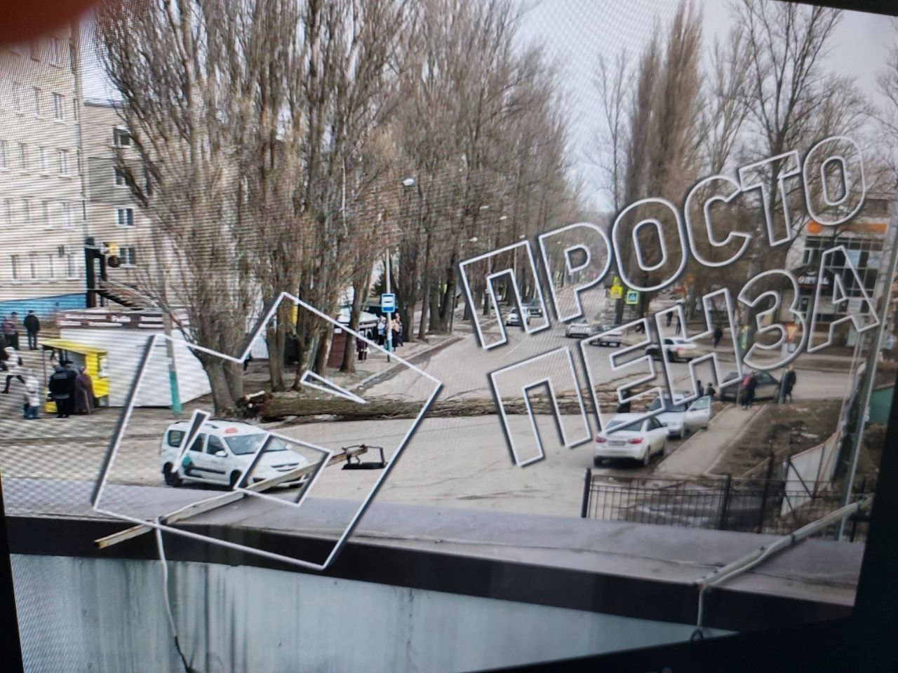 В Пензе ураганный ветер повалил дерево на проезжую часть