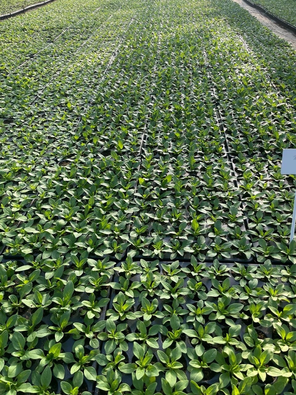 В пензенских скверах высадят петунии, хосты, кохии и сальвии