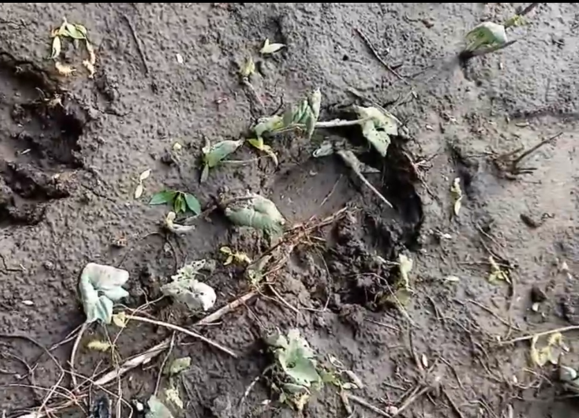 Лесники вновь обнаружили в Пензенской области бурого медведя вблизи домов