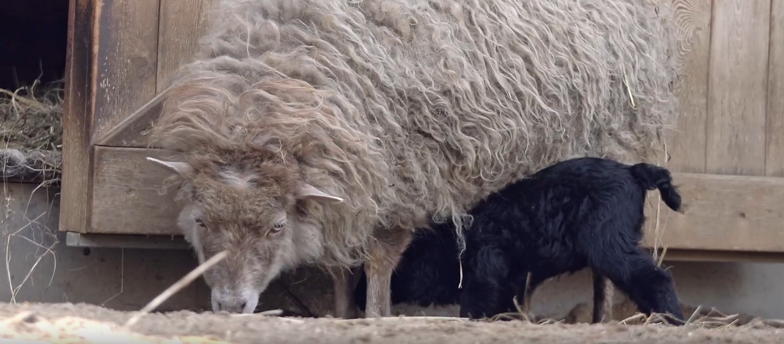 Пензенцам показали новорожденного ягненка из московского детского зоопарка