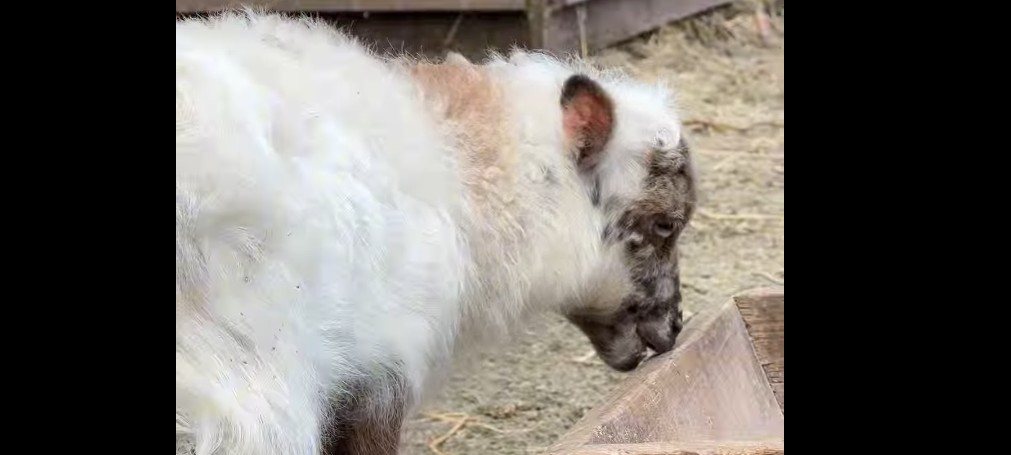 В семье мини-баранов из пензенского зоопарка родился малыш