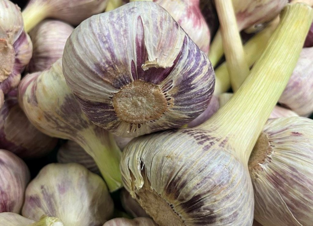 Главный кардиолог Володина рекомендует пензенцам есть чеснок для здоровья сосудов