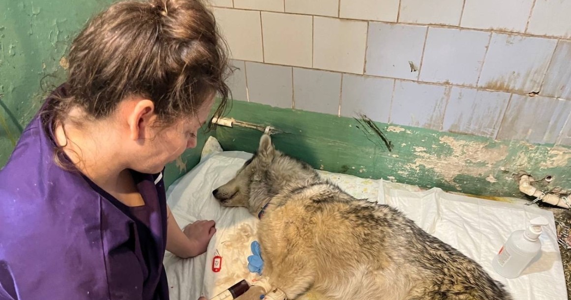 Пензенские волонтеры в Оренбурге лечат спасенных от паводка животных