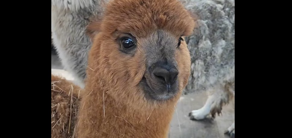 Юная альпака из пензенского зоопарка покорила горожан милой мордочкой