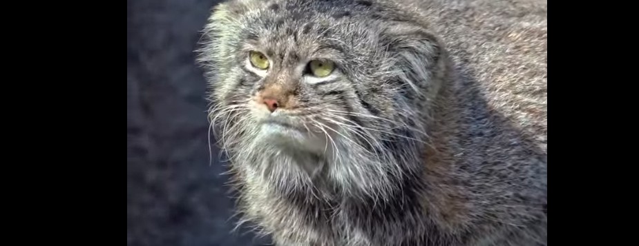 Пензенцам показали манула Тимошу из московского зоопарка