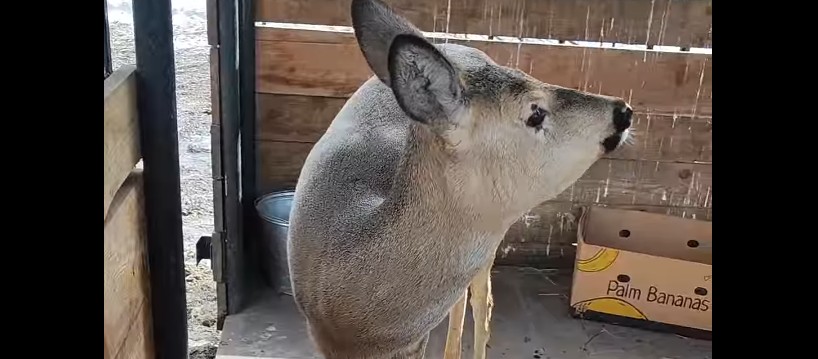 В Пензе проведут проверку по факту падения ребенка из окна 7 этажа