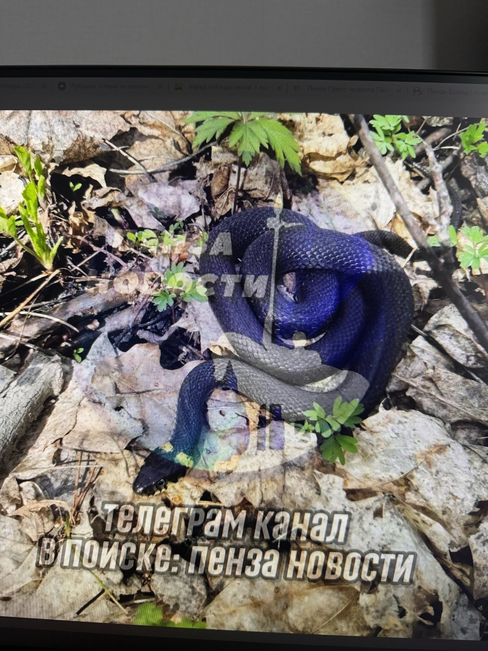 В Пензенской области проснулись гадюки