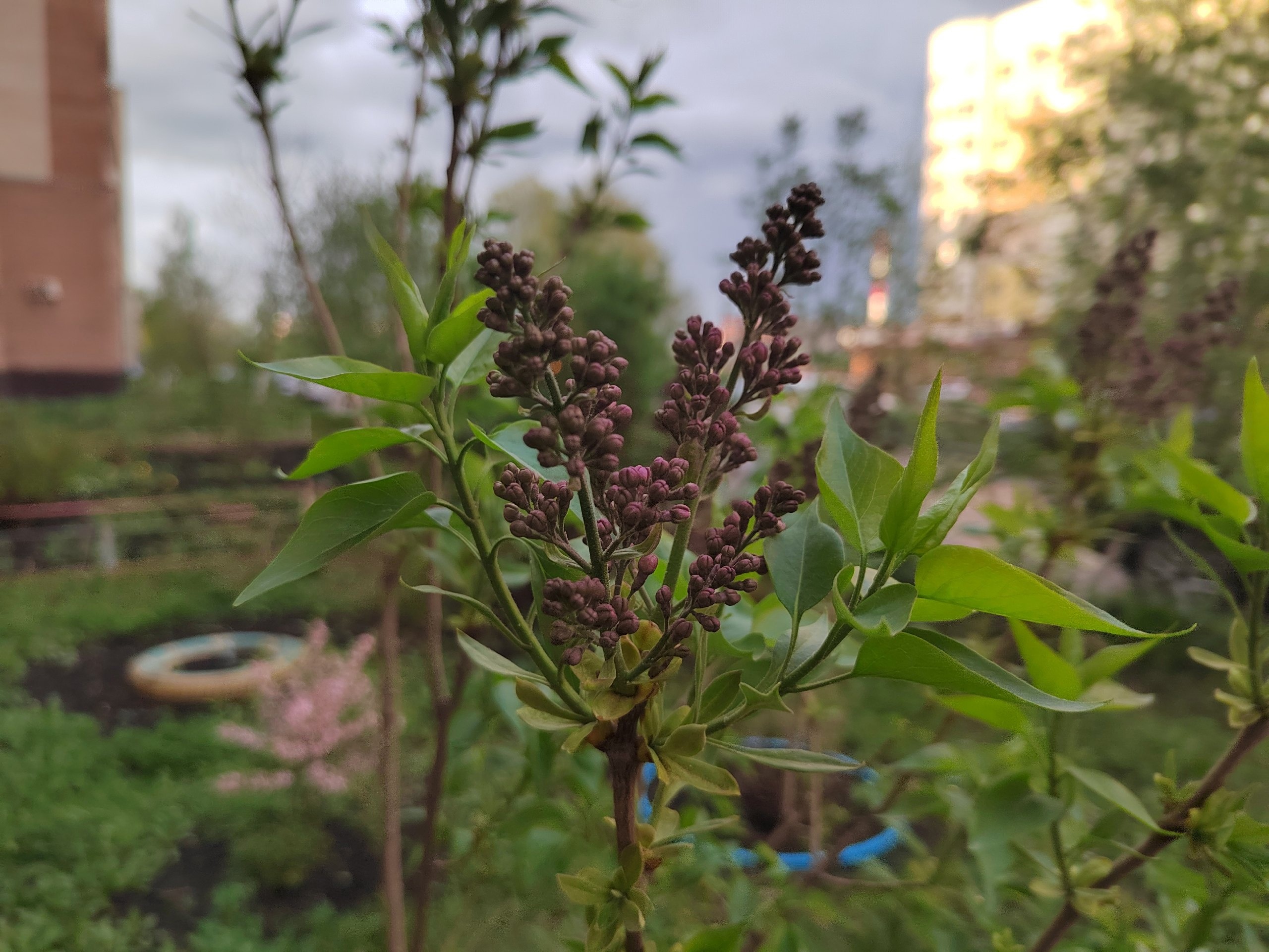 В Пензе на месяц раньше зацвела сирень
