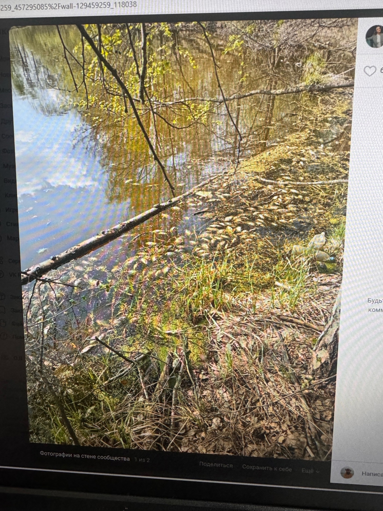 В Пензе на озере Барковка всплыла рыба