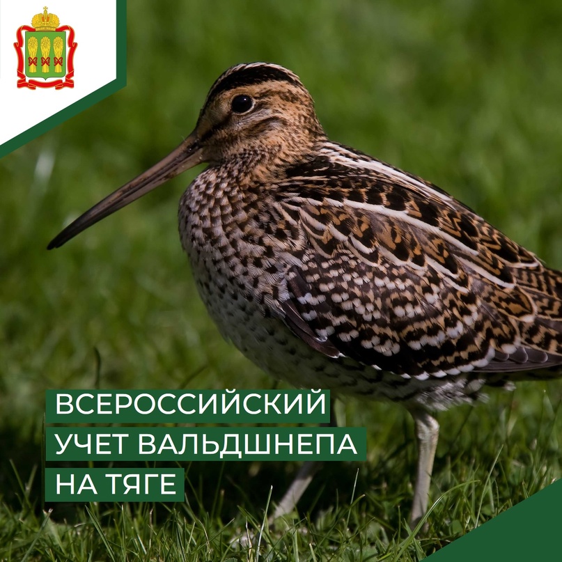 Пензенцев приглашают пересчитать крупных куликов