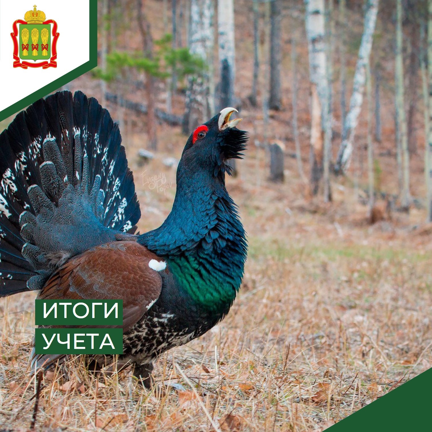 В Пензенской области из-за удобрений стало меньше глухарей и тетеревов