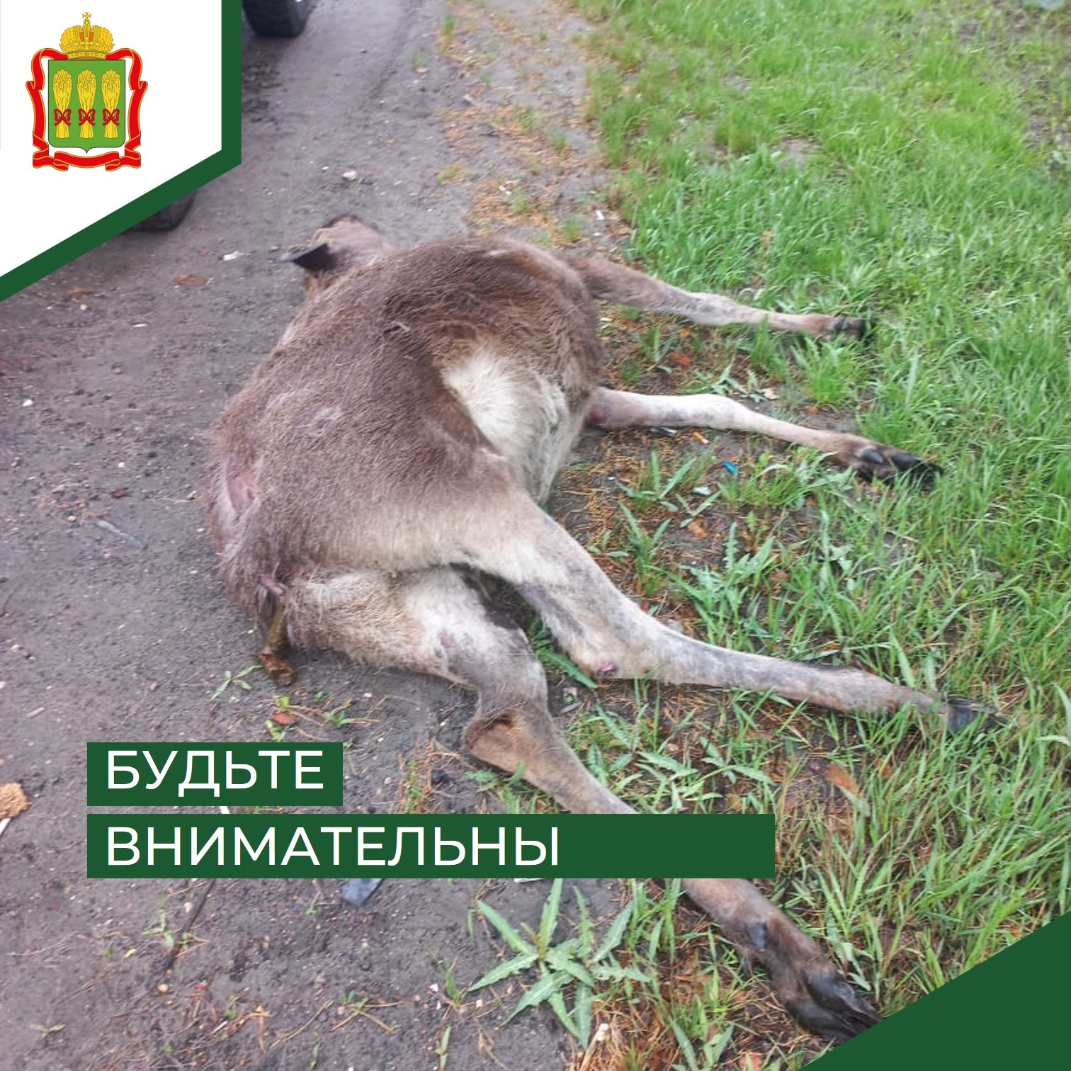 В Нижнеломовском районе за неделю сбили двух лосей