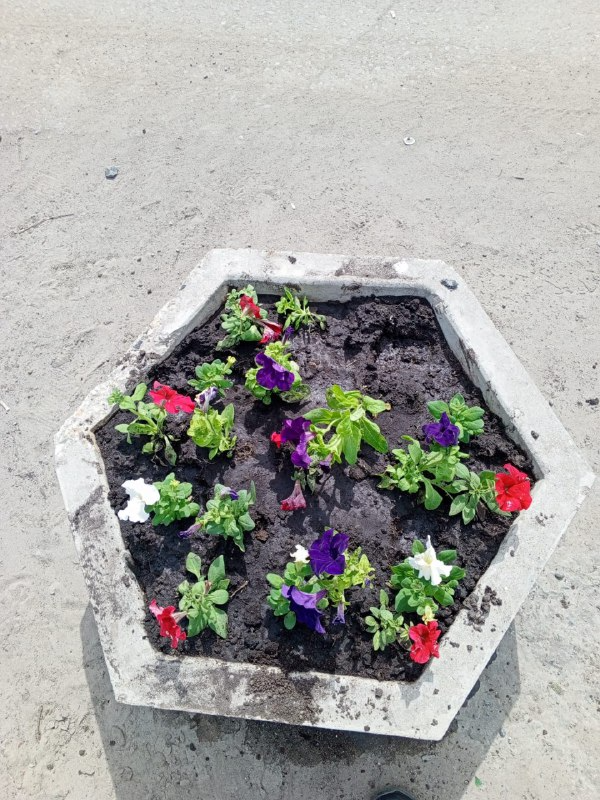 В Кузнецке жители повыдергивали высаженные в клумбах петунии