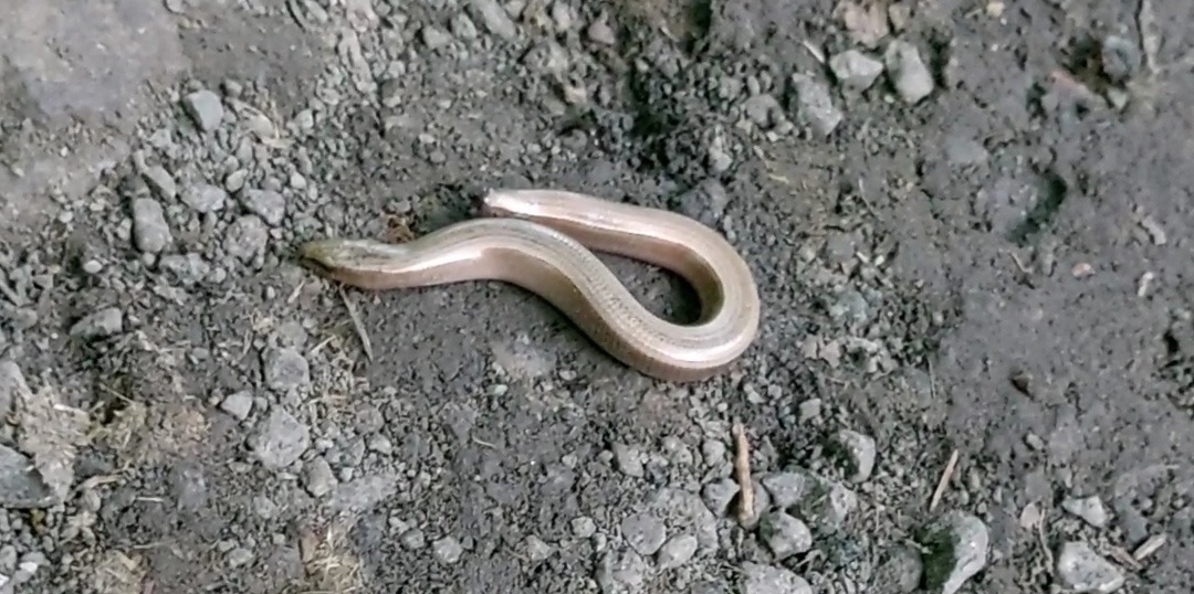 Пензенцев попросили не убивать безногих ящериц, похожих на змей