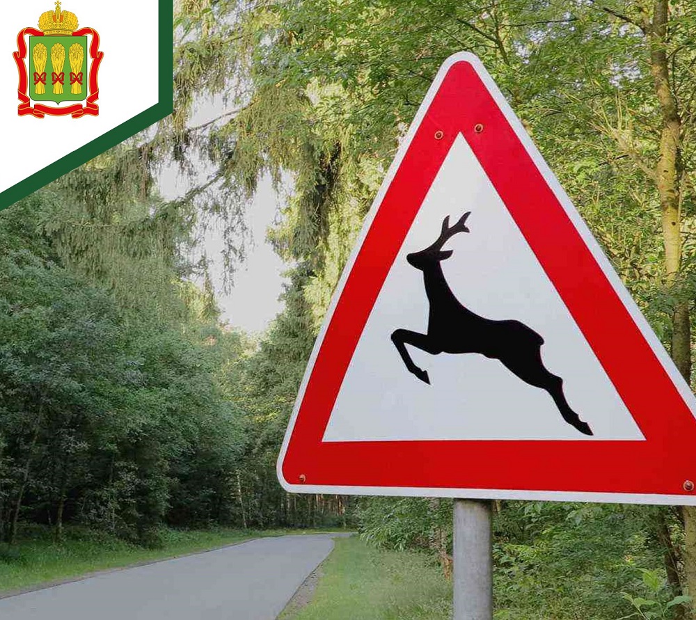 С начала мая в Пензенской области сбили трех лосей и косулю